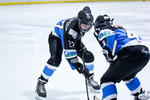 D3_SharksvGoldMiners_12May_0017