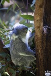 Taronga_Zoo_0007.jpg