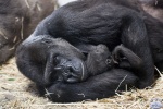 Taronga Zoo 2011