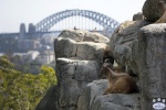 Taronga_Zoo_0386.jpg