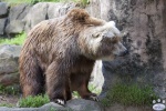 Taronga_Zoo_0414.jpg