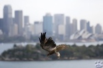 Taronga_Zoo_0446.jpg