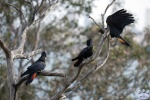 Taronga_Zoo_0554.jpg