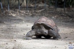 Taronga_Zoo_0568.jpg