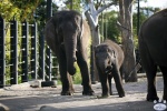 Taronga_Zoo_0598.jpg