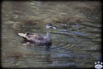 Blackbutt_Reserve_0038.jpg