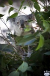 Blackbutt_Reserve_0110.jpg