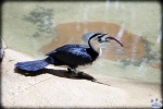 Blackbutt_Reserve_0132.jpg